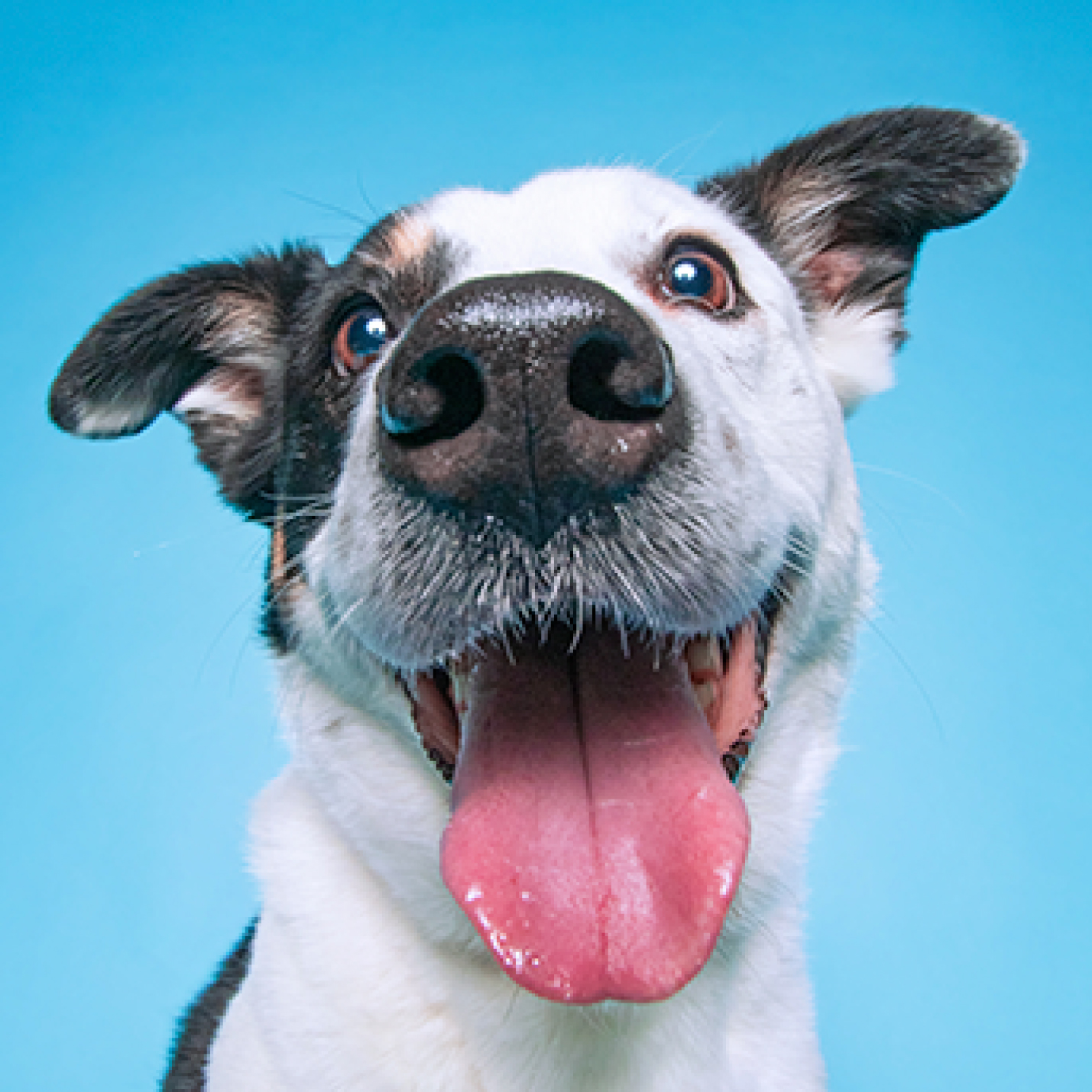Perrito criollo con lengua afuera.jpg